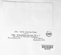 Pseudocercospora griseola image